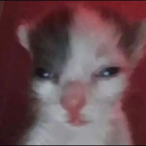 Meet your Posher, Tessa